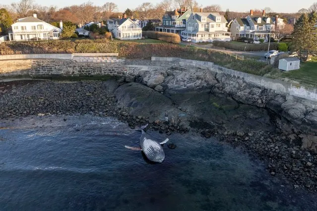 A picture taken with a drone shows a young humpback whale (Megaptera novaeangliae) that is beached on the shore of Marblehead, Massachusetts, USA, 26 April 2024. According to local reports, a second deceased whale, a minke (balaenoptera acutorostrata) was also beached on the island of Nantucket, approximately 30 miles (53km) south of Cape Cod. (Photo by Cj Gunther/EPA/EFE)