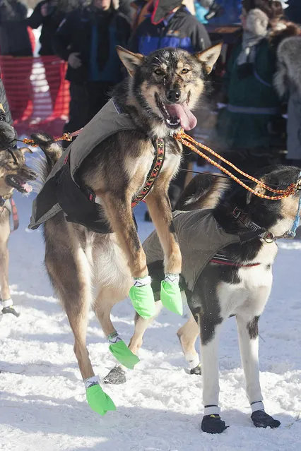 A member of Allen Moore's dog team can't contain his excitement at the start of the 45th Iditarod Trail Sled Dog Race in Fairbanks, Alaska, Monday, March 6, 2017. (Photo by Ellamarie Quimby/AP Photo)