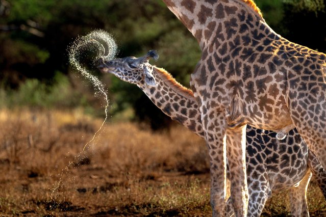 A baby giraffe splashes around while taking a drink from a watering hole at the Amboseli National Park in Kenya, 2024. The calf, which is just a few months old, is just over 6ft tall and weighs 147 pounds. Within a year, the baby can expect to grow to a height of 16-18ft and a weight of 1,500 pounds. (Photo by Michelle Guillermin/Media Drum Images
