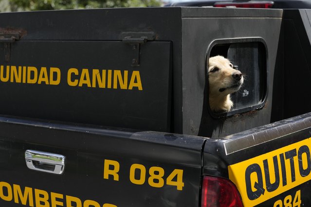 Firefighter dog Gaia arrives for her retirement ceremony, along with other dogs, in Quito, Ecuador, Monday, May 20, 2024. The retired firefighter dogs were adopted by local residents. (Photo by Dolores Ochoa/AP Photo)