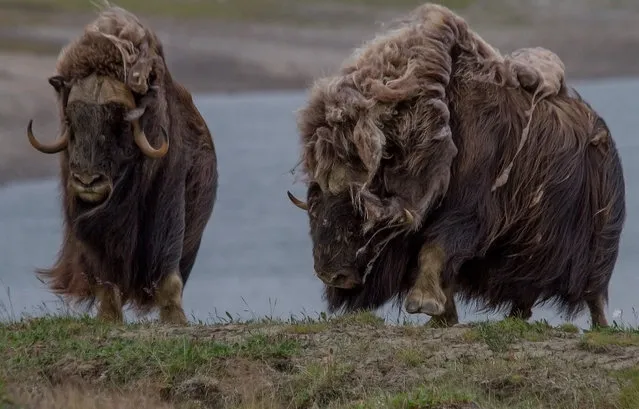 Wild Musk Oxen in Arctic Prairie in Russia