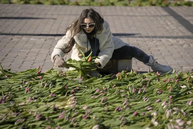 A woman arranges bunches of tulips on the pavement in Sophia square in Kyiv, Ukraine, Friday, March 18, 2022. Residents of the Ukrainian capital of Kyiv on took to a central square to arrange some 1.5 million tulips in the shape of the country's coat of arms, in a defiant show of normalcy as Russian forces surround and bomb the city. (Photo by Vadim Ghirda/AP Photo)