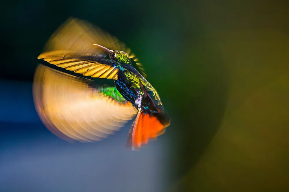 UK Royal Society of Biology Photographer of the Year 2019