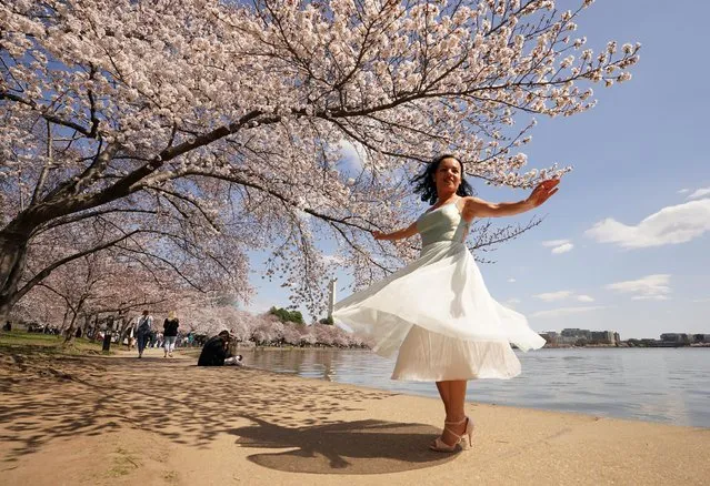 Bella Nargis of Pensacola, Florida, performs a twirl beneath cherry blossoms in peak bloom, at the Tidal Basin,in Washington, D.C., U.S., March 21, 2022. (Photo by Kevin Lamarque/Reuters)