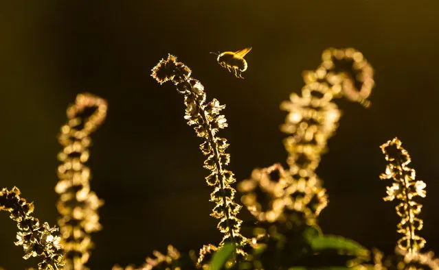 The rising sun casts a golden light on a bumblebee in a garden in Wentorf, Germany on September 22, 2019. (Photo by Ulrich Perrey/dpa/AFP Photo)