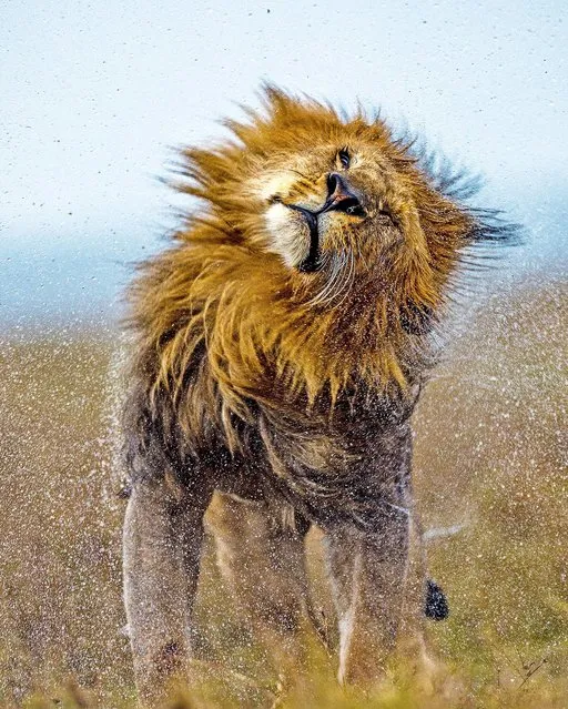 A lion shakes off the rain from a huge dounpour in the Masai Mara, Kenya in April 2022. (Photo by Ramichandiran Govindaraj/Animal News Agency)