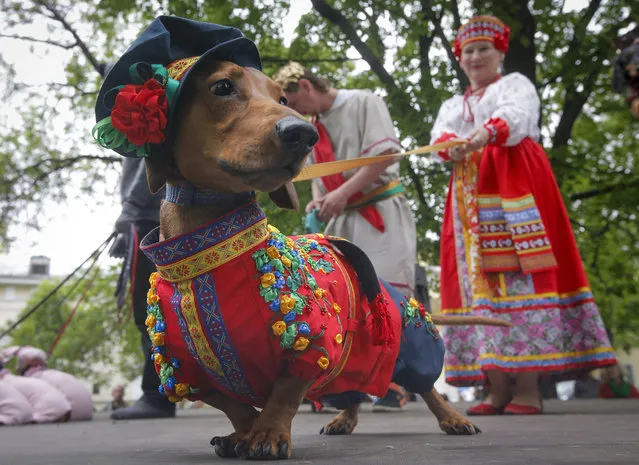 A woman walks with her dachshund dressed in a Russian folk costume, during a dachshund parade in St.Petersburg, Russia, Saturday, May 28, 2016. (Photo by Dmitri Lovetsky/AP Photo)