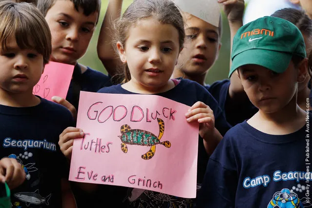 Mariana Rubinstein from the Miami Seaquarium Spring Break Campers group holds a sign as she watches as  two loggerhead sea turtles are prepared for their release back into the wild at Bill Baggs Cape Florida State Park after undergoing rehabilitation at Miami Seaquarium