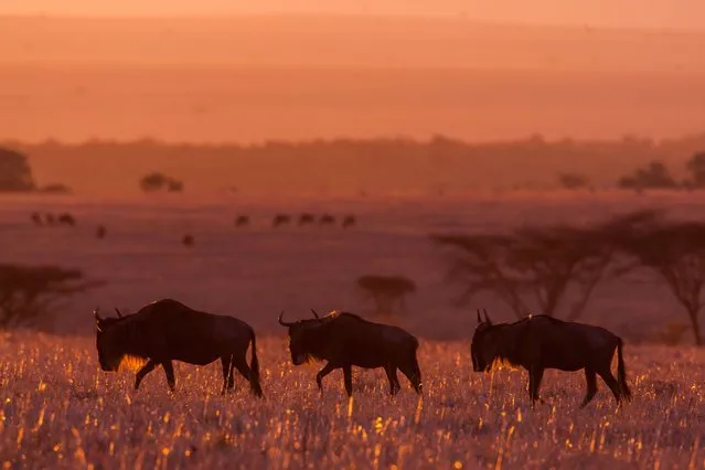 “African Fire”: Wildebeest at sunset. (Photo by Paul Goldstein/Rex Features)