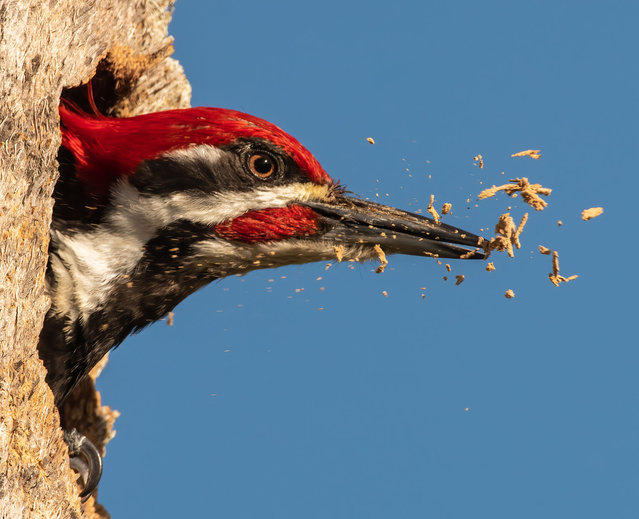 Pileated woodpecker (Dryocopus pileatus) carving out cavity to create a nest (Photo by Carlos A Carreno/c3.Photos via Getty Images)