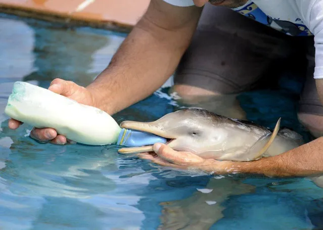 Rescued Baby Dolphin
