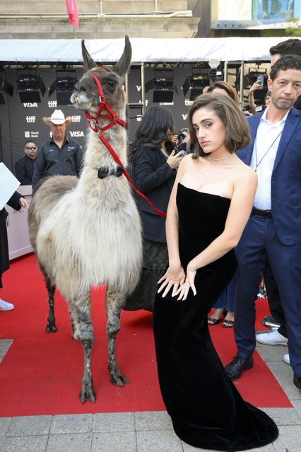 American comedian Rachel Sennott attends the premiere of “Saturday Night” during the 2024 Toronto International Film Festival at Royal Alexandra Theatre on September 10, 2024 in Toronto, Ontario. (Photo by Robert Okine/Getty Images)