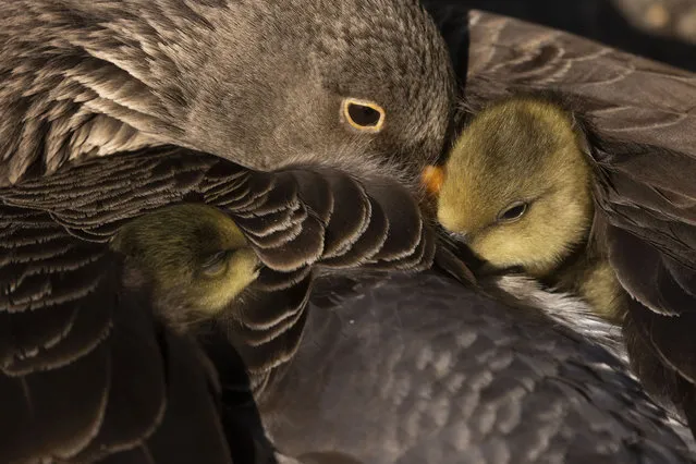 Greylag goose chicks under their parents wings in St James's Park on May 05, 2022 in London, United Kingdom. (Photo by Dan Kitwood/Getty Images)