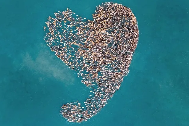 A raft of feeding ducks form the shape of a love heart on a river near Jamalpur, Bangladesh on June 14, 2022. (Photo by Mahat Hasan/Solent News & Photo Agency)