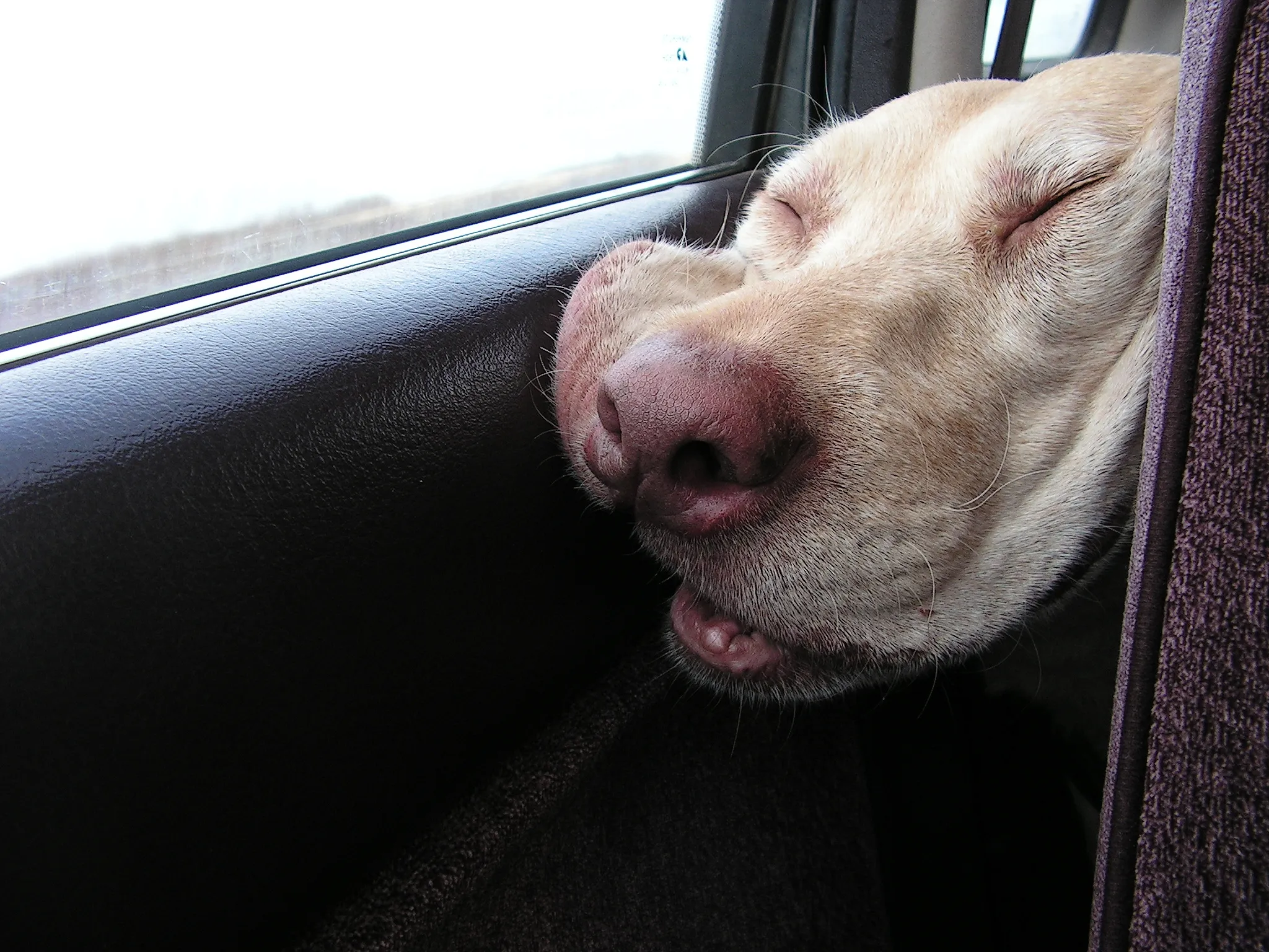 Спать с высунутым языком. Спящие животные. Смешные собаки. Спящие животные смешные.