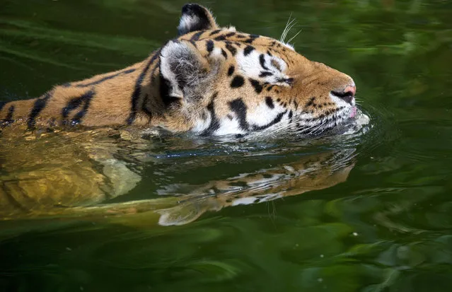 A male Siberian tiger swims in a pool in the zoo in Wuppertal, Germany, 23 July 2014. (Photo by EPA/Matthias Balk)
