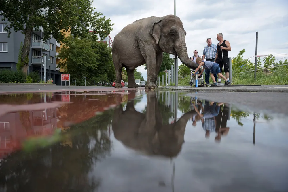 Maja the Elephant takes Stroll on Streets of Berlin