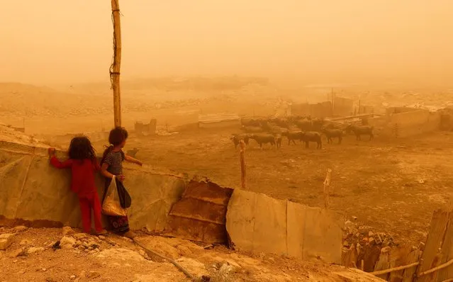 Children look at buffaloes during a sandstorm in eastern Baghdad's al-Futheliyah district, Iraq, May 23, 2022. (Photo by Ahmed Saad/Reuters)