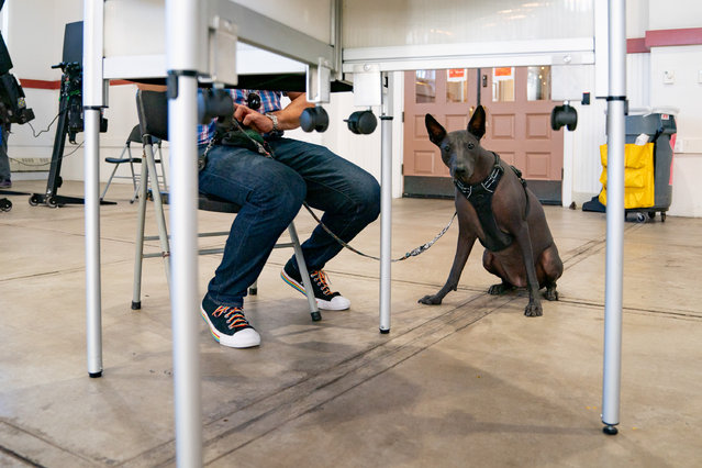 A dog waits as his companion fills out their ballot at Eastern Market in Washington, DC, on November 5, 2024. (Photo by Allison Robbert for The Washington Post)