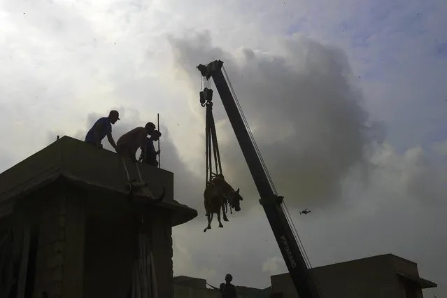 Residents watch as a crane is used to lower a cattle from a building onto the ground in preparation of the upcoming Muslim festival of Eid al-Adha in Karachi on July 3, 2022. (Photo by Rizwan Tabassum/AFP Photo)