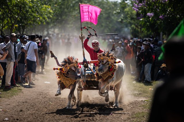 A jockey whips the buffaloes during Makepung Governor Cup at Samblong on November 03, 2024 in Jembrana, Indonesia. Makepung is a traditional Balinese water buffalo race celebrated by the people of Jembrana Regency, Bali, marking the end of the harvest season. This cultural tradition encourages locals to breed the healthiest buffaloes, not only for racing but also to enhance agricultural productivity.During the race, jockeys grasp the tails of the buffaloes and glide barefoot along rice fields while balancing on wooden planks, showcasing the strength of their animals. The buffaloes are later auctioned to buyers, with competitions focused on finding the fastest and most beautiful pairs. The buffaloes are adorned with flowers, gold, and fabrics, accompanied by traditional Balinese music that enhances the festive atmosphere of the event. (Photo by Robertus Pudyanto/Getty Images)