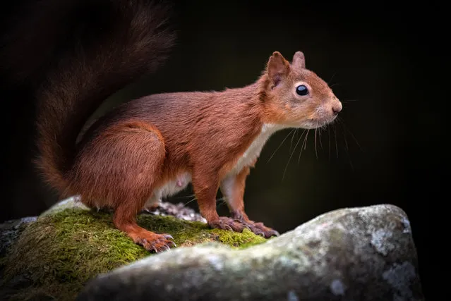 Shortlisted. Red squirrel, Yorkshire Dales national park, by Deborah Clarke: “I spotted this lively red squirrel scampering along the top of a drystone wall in Snaizeholme. Luckily for me, it paused for a second, before disappearing into a hole in the wall, probably in search of a long lost nut cache”. (Photo by Deborah Clarke/2020 UK National Parks Photography Competition)