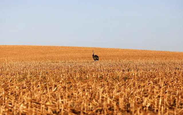 An ostrich stands in a field of second corn (winter corn) after near Lucas do Rio Verde in the Mato Grosso state, Brazil, July 27, 2017. (Photo by Nacho Doce/Reuters)