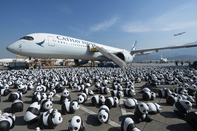 Part of 2500 panda sculptures are displayed at the Hong Kong International Airport during a welcome ceremony of the panda-themed exhibition “Panda Go!” in Hong Kong, Monday, December 2, 2024. (Photo by Chan Long Hei/AP Photo)