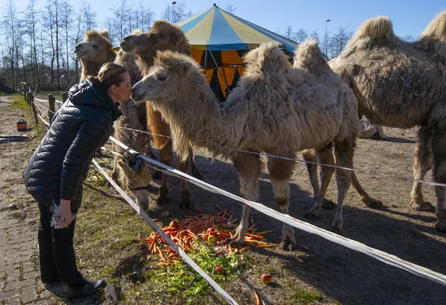 Sarina Renz kisses one of the eight Siberian Steppe camels, of the stranded Renz Circus in Drachten, northern Netherlands, Tuesday, March 31, 2020. The circus fleet of blue, red and yellow trucks have had a fresh lick of paint over the winter. But now, as coronavirus measures shut down the entertainment industry across Europe, they have no place to go. “It's catastrophic for everybody”, said Sarina Renz, of the German family circus that has been in existence since 1842. (Photo by Peter Dejong/AP Photo)
