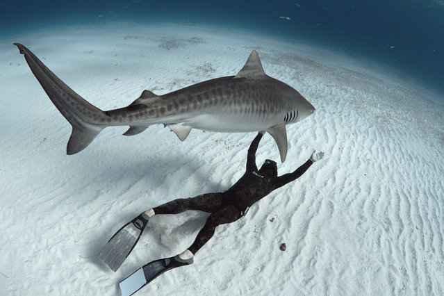 A group of daredevil divers get perilously close to a school of deadly sharks – and one even lies on his back with his arm folded.  The relaxed diver swims on his back and almost hugs the shark who is floating directly above him. The freedivers – Carlos Estrabeau, 28, and 29-year-old Ocean Ramsey – are friends with photographer Raul Boesel Jr. Photographer Raul Boesel Jr from Curitiba, Brazil, travelled to West End in the Bahamas to capture images of the giant sharks. (Photo by Raul Boesel/Solent News & Photo Agency)