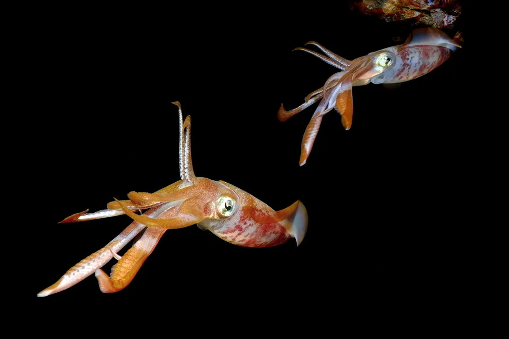 The Beauty of the Red Sea Squid
