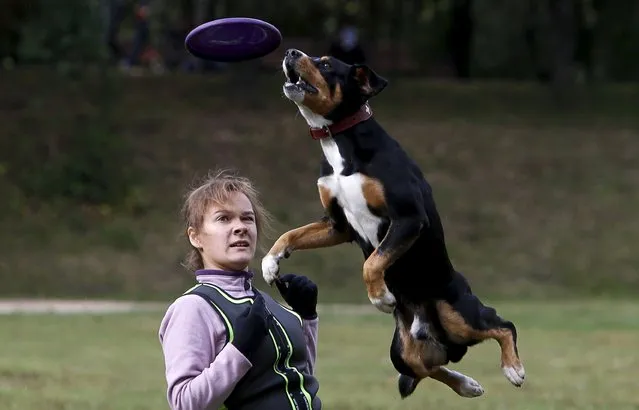 A dog catches a frisbee during a dog frisbee competition in Moscow, September 13, 2015. (Photo by Sergei Karpukhin/Reuters)
