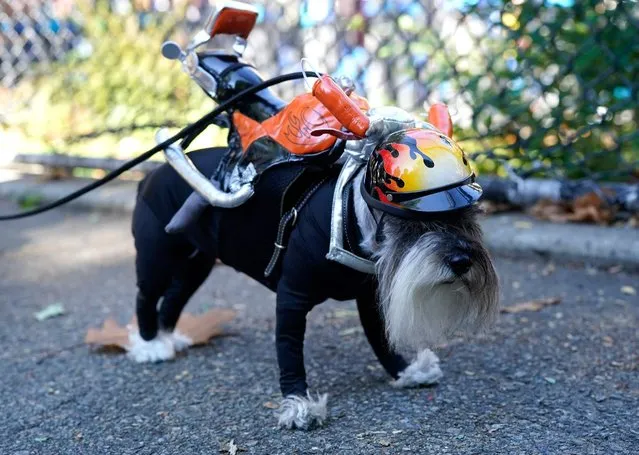 Dogs compete in the 32nd Tompkins Square Halloween Dog Parade on October 22, 2022, at Tompkins Square in New York City. (Photo by Timothy A. Clary/AFP Photo)