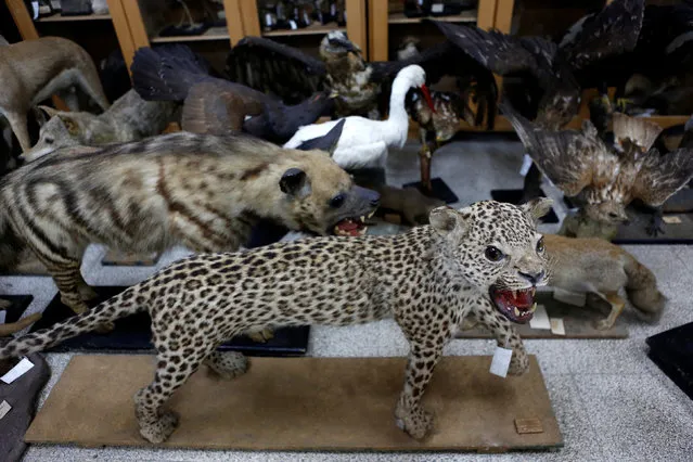 Taxidermied animals are seen at Tel Aviv University's Zoological centre and are part of the collection which will be housed at the Steinhardt Museum of Natural History, a new Israeli natural history museum set to open next year in Tel Aviv, Israel June 8, 2016. (Photo by Nir Elias/Reuters)
