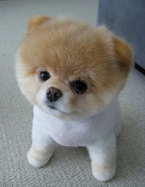 Meet Boo - The World's Cutest Dog