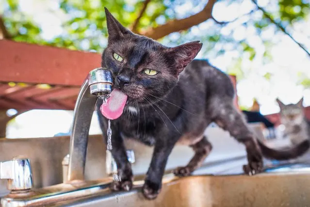 A black cat has a lick of water at the shade at the Lanai Cat Sanctuary in Hawaii. (Photo by Andrew Marttila/Caters News Agency)