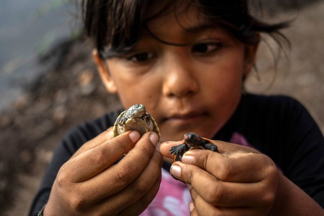 A girl from the riverside communities observes a turtle after its release into the wild, in the Parque Nacional do Jau, some 195 kilometers from Manaus, the largest city in the Amazon, Brazil, 27 January 2024. The historic drought that the Amazon has been suffering since September 2023 made it difficult to rescue the endangered turtle eggs in the world's largest rainforest, but did not prevent activists fighting to save the species in Brazil from commemorating the release of 800 chelonian hatchlings this weekend. (Photo by Raphael Alves/EPA/EFE)