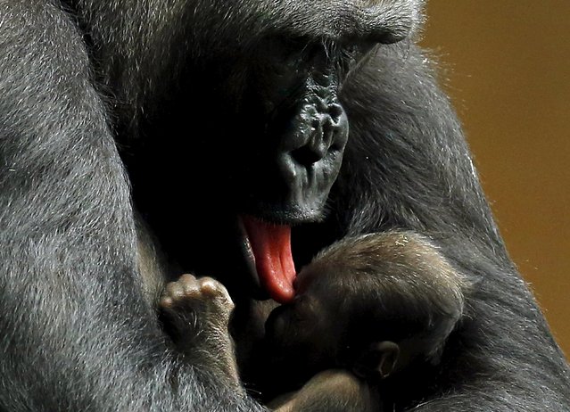 Western lowland gorilla Kamba licks her one-day-old son Zachary at the Brookfield Zoo in Brookfield, Illinois, United States, September 24, 2015. (Photo by Jim Young/Reuters)