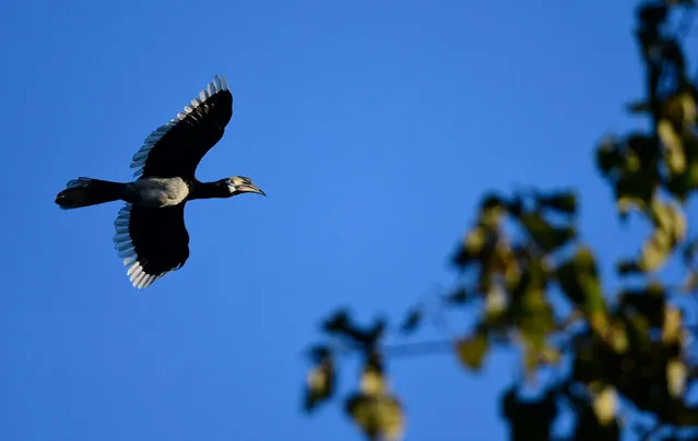 An Oriental Pied Hornbill takes off in search of food in Pobitora Wildlife sanctuary in Morigaon district of Assam, India, 05 December 2017. Pied hornbill is a major attraction for tourists and nature lovers who come in large numbers to see them and take their pictures. (Photo by EPA/EFE/Stringers)