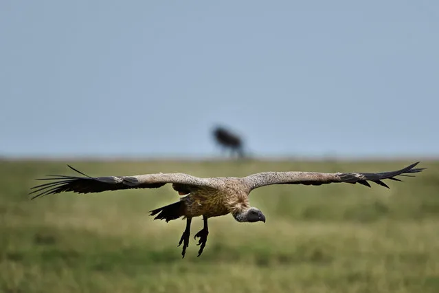 A Ruppels vulture descends on the site of a carcass at the Ol Kinyei conservancy in Maasai Mara, in the Narok county in Kenya, on June 23, 2020. At the heart of the majestic plains of the Maasai Mara, the coronavirus pandemic has led to economic disaster for locals who earn a living from tourists coming to see Kenya's abundant wildlife Even before the virus arrived in Kenya mid-March, tourism revenues plummeted, with cancellations coming in from crucial markets such as China, Europe and the United States. (Photo by Tony Karumba/AFP Photo)
