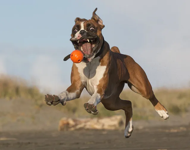 Charlie The Boxer Dog 