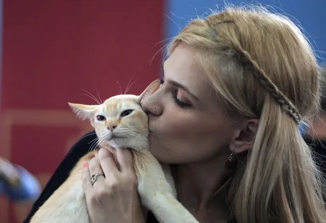 A Burmese cat gets a kiss from it's owner during a competition in Bucharest, Romania, Saturday, September 26, 2015. (Photo by Vadim Ghirda/AP Photo)