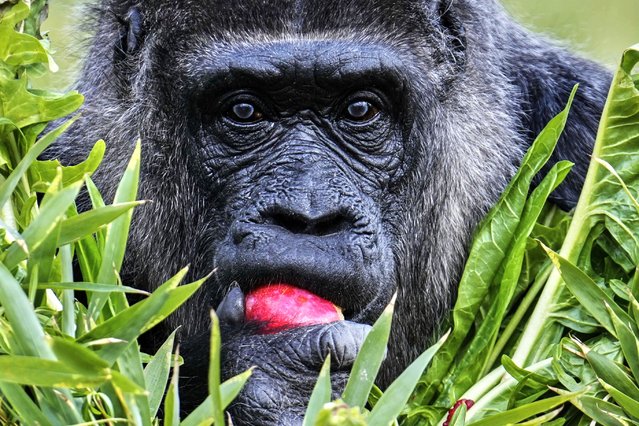 Female gorilla Fatou, the oldest of Berlin's zoo and also believed to be the world's oldest gorilla, enjoys her birthday basket with a “gorilla food surprise”, as the zoo celebrates her 68th birthday in Berlin, Germany, Friday, April 11, 2025. (Photo by Ebrahim Noroozi/AP Photo)