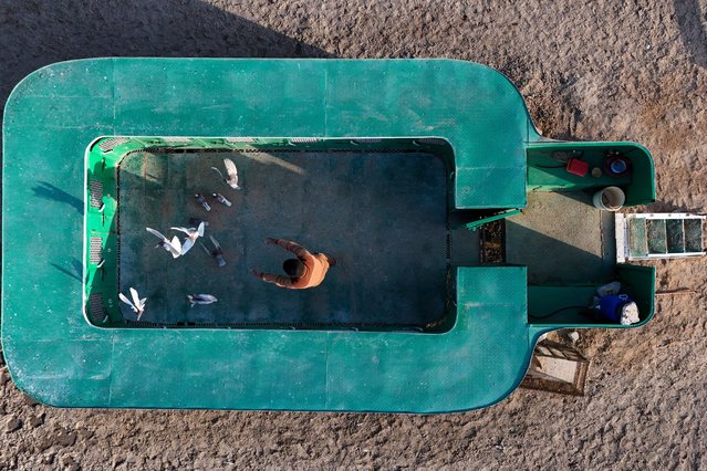 An aerial view shows a pigeon keeper releasing his pigeons from their coop in Iraq's southern city of Basra on February 22, 2025. (Photo by Hussein Faleh/AFP Photo)