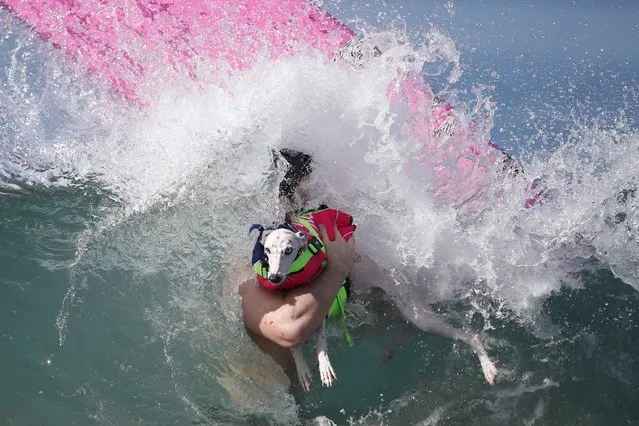 An owner grabs his dog as a wave hits during the Surf City Surf Dog Contest in Huntington Beach, California September 27, 2015. (Photo by Lucy Nicholson/Reuters)