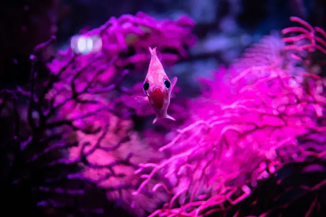 A fish swims in the Cineaqua Aquarium in Paris, France on July 27, 2020, which reopened its doors to visitors a few weeks ago. (Photo by Aurélien Morissard/ZUMA Press/Rex Fetures/Shutterstock)