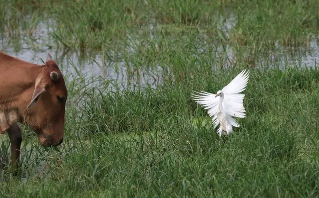 Cattle Egret reacts in a wetland of outskirts in New Delhi, India, 25 July 2020. Cattle Egret is a cosmopolitan spec​ies of heron and mainly habitat in the warm temperature zones. (Photo by Harish Tyagi/EPA/EFE)