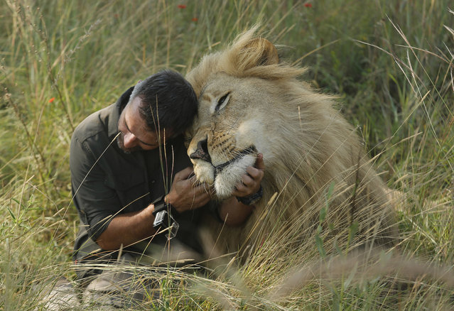 Kevin Richardson, popularly known as the “lion whisperer”, interacts with one of his lions while out for a walk in the Dinokeng Game Reserve, near Pretoria, South Africa, March 15, 2017. Richardson seeks to raise awareness about the plight of Africa's lions, whose numbers in the wild have dwindled in past decades. (Photo by Denis Farrell/AP Photo)