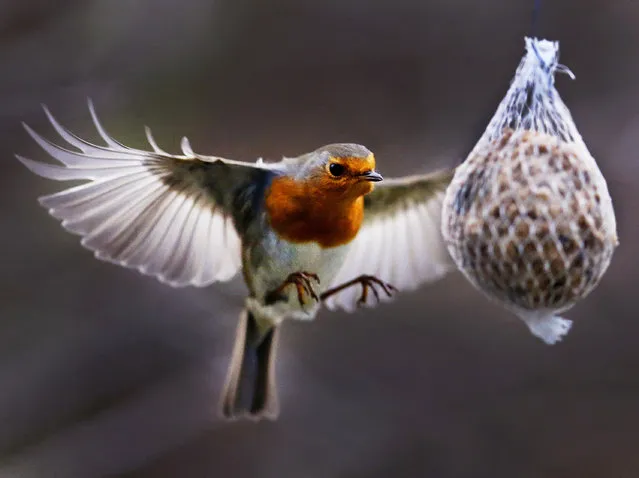 A robin flies to a suet cake that hangs on a tree in Frankfurt, Germany, Sunday, December 31, 2017. (Photo by Michael Probst/AP Photo)