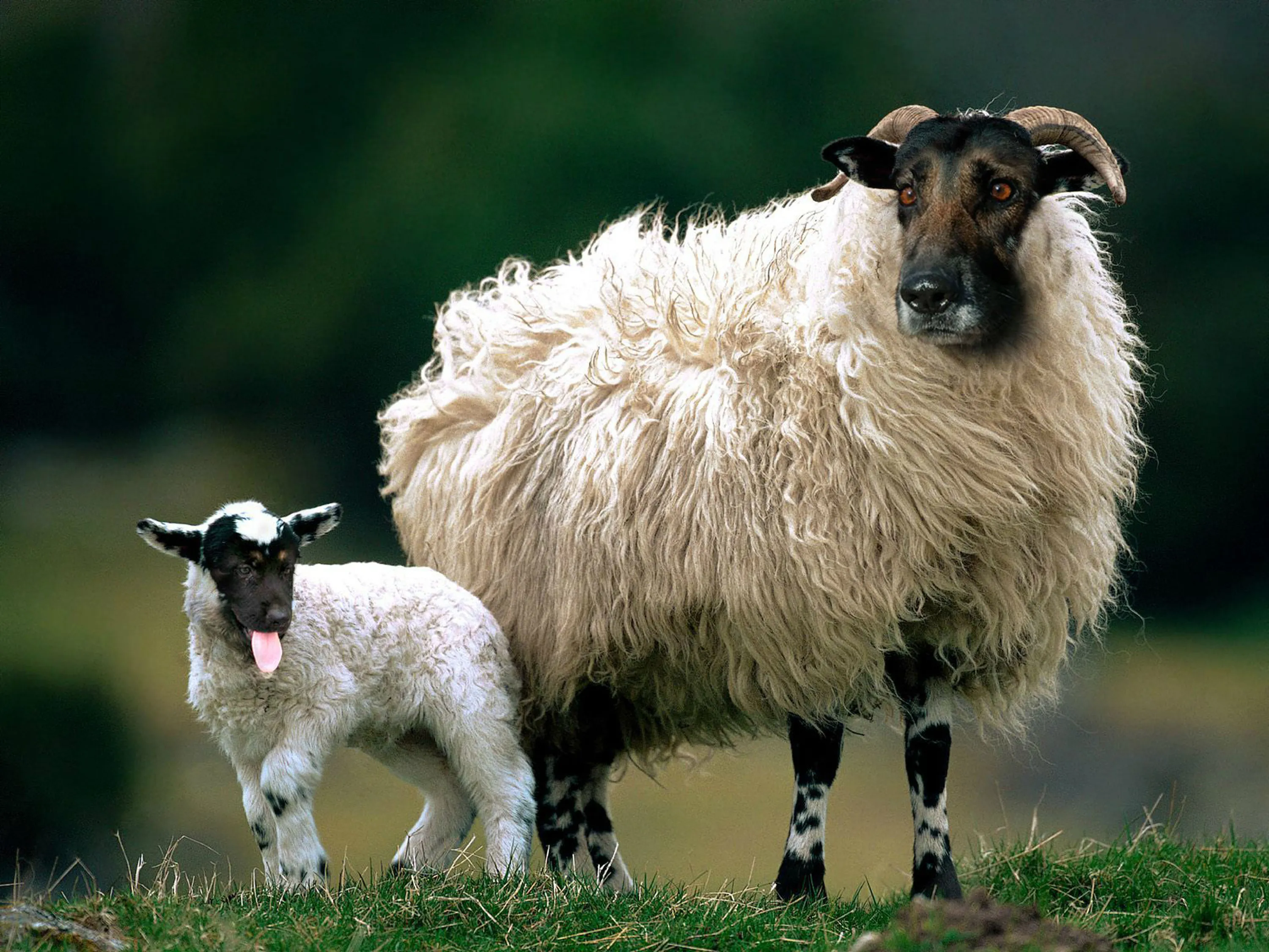 Ягнята коза. Тоскана овца. Тоскана коза. Овцы тосканской породы. Валлийская черномордая овца.